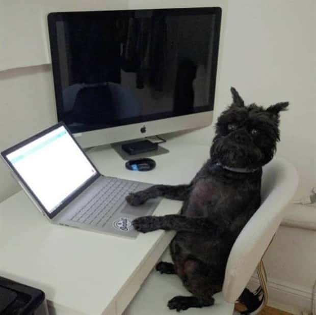 Get Ready for Funny Animals #330 (27 photos)