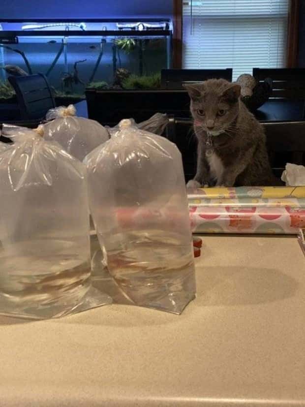 Get Ready for Funny Animals #330 (27 photos)