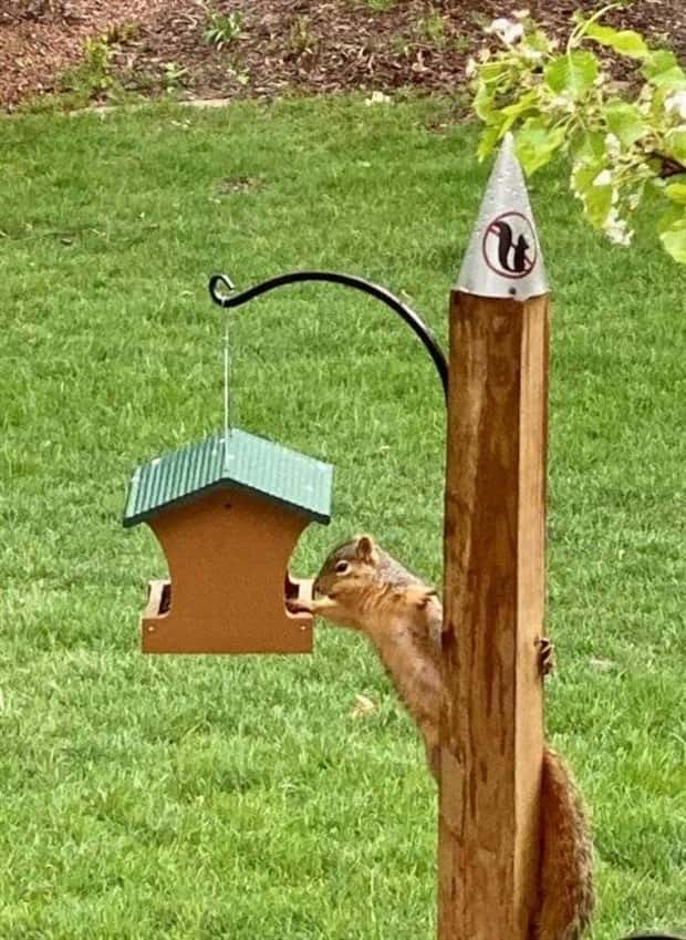 Get Ready for Funny Animals #330 (27 photos)