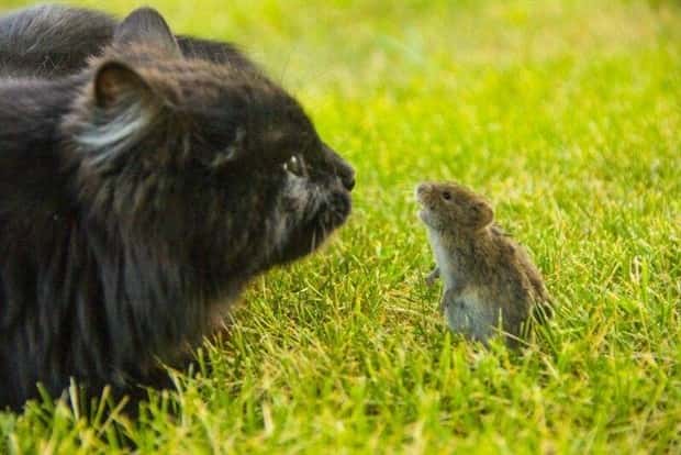 Get Ready for Funny Animals #328 (31 photos)