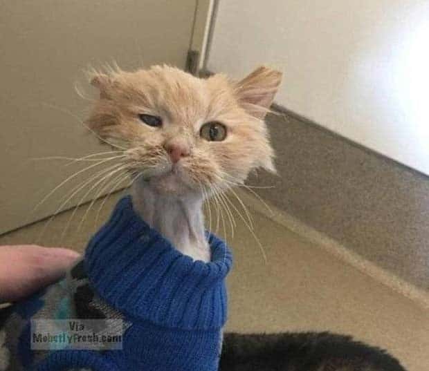 Get Ready for Funny Animals #330 (27 photos)