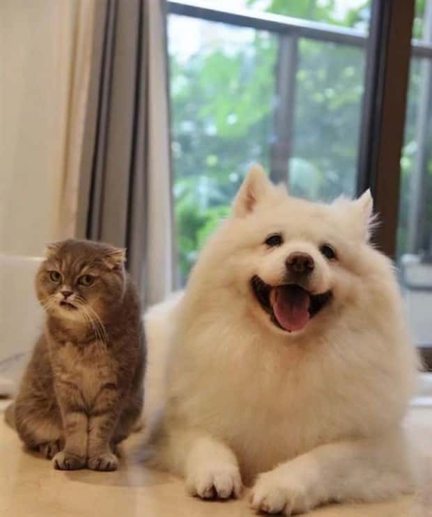 Get Ready for Funny Animals #330 (27 photos)