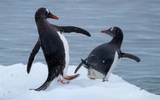 Get Ready for Funny Animals #328 (31 photos)