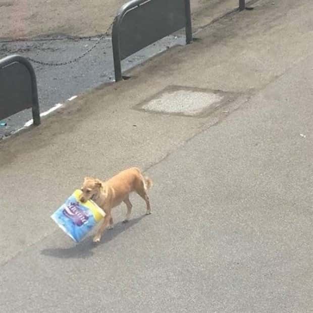 Get Ready for Funny Animals #330 (27 photos)