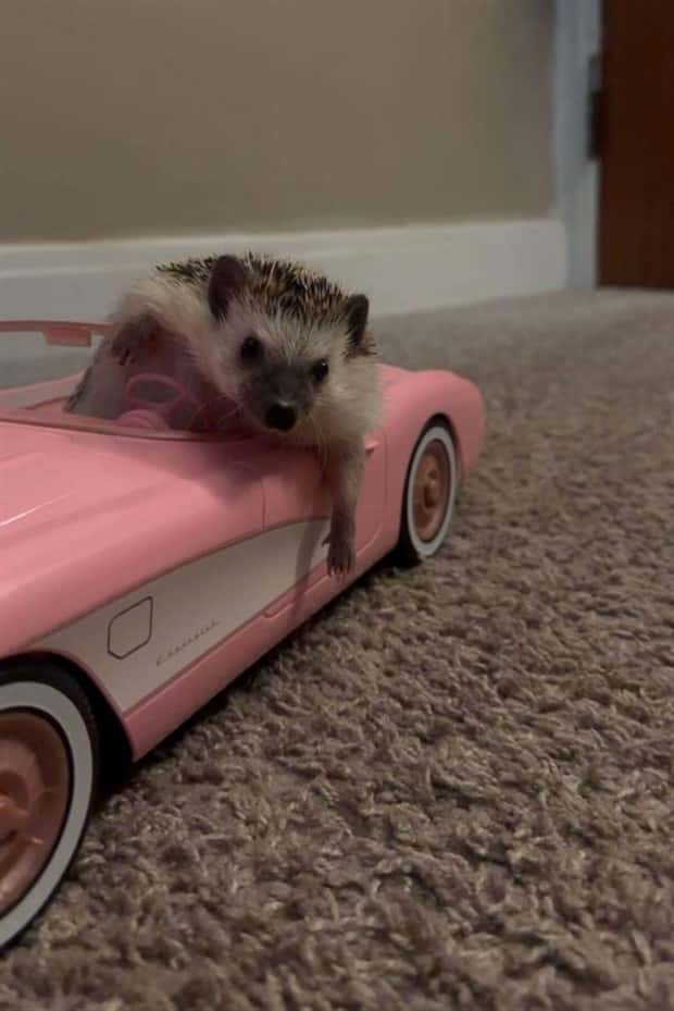 Get Ready for Funny Animals #328 (31 photos)