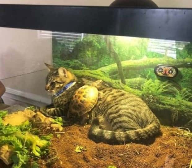 Get Ready for Funny Animals #330 (27 photos)