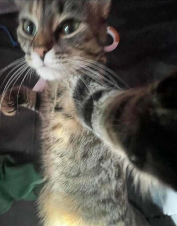 Get Ready for Funny Animals #328 (31 photos)