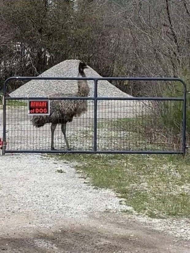 Get Ready for Funny Animals #330 (27 photos)