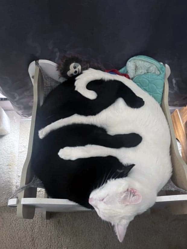 Get Ready for Funny Animals #328 (31 photos)