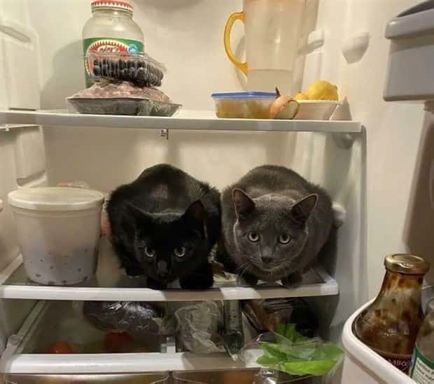 Get Ready for Funny Animals #328 (31 photos)