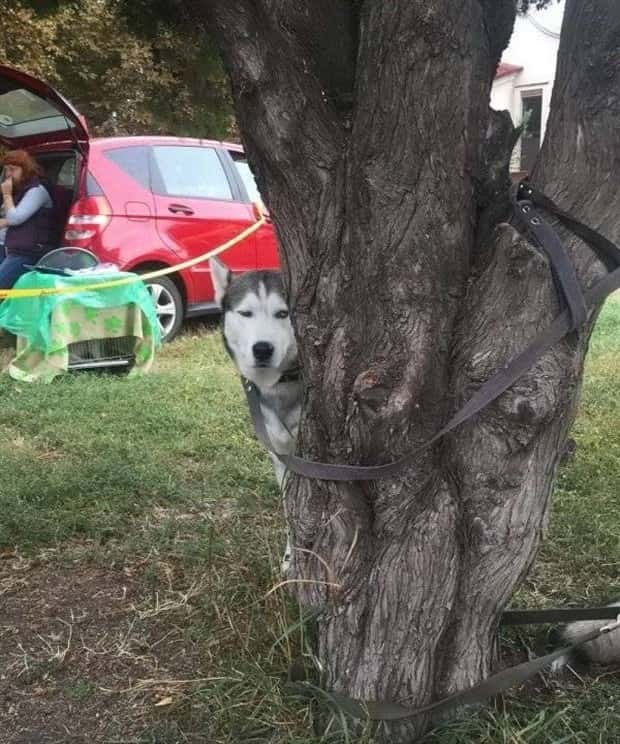 Get Ready for Funny Animals #330 (27 photos)