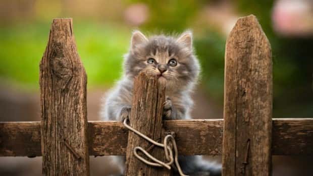 Get Ready for Funny Animals #328 (31 photos)