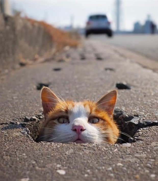 Get Ready for Funny Animals #328 (31 photos)