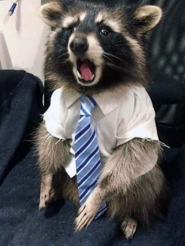 Get Ready for Funny Animals #328 (31 photos)