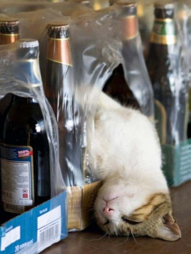 Get Ready for Funny Animals #328 (31 photos)