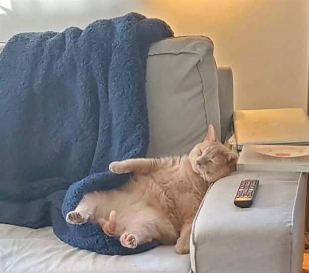 Get Ready for Funny Animals #328 (31 photos)