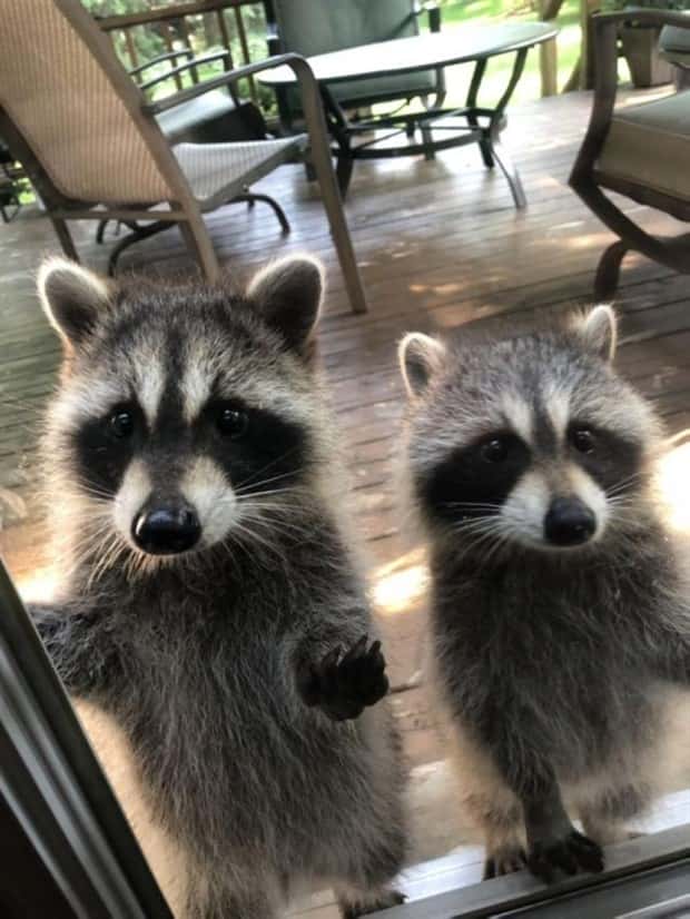 Get Ready for Funny Animals #328 (31 photos)