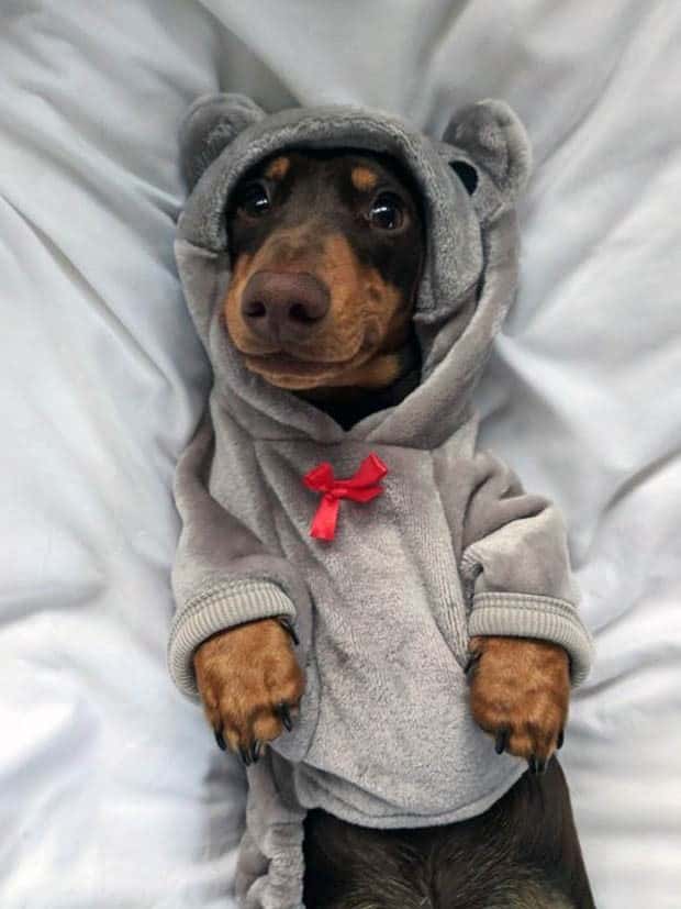 Get Ready for Funny Animals #330 (27 photos)