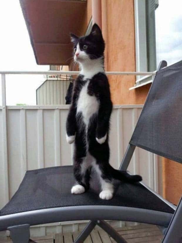 Get Ready for Funny Animals #328 (31 photos)