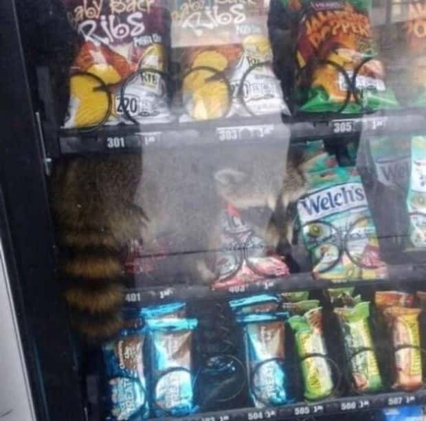 Get Ready for Funny Animals #330 (27 photos)