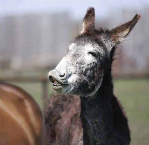 Get Ready for Funny Animals #328 (31 photos)