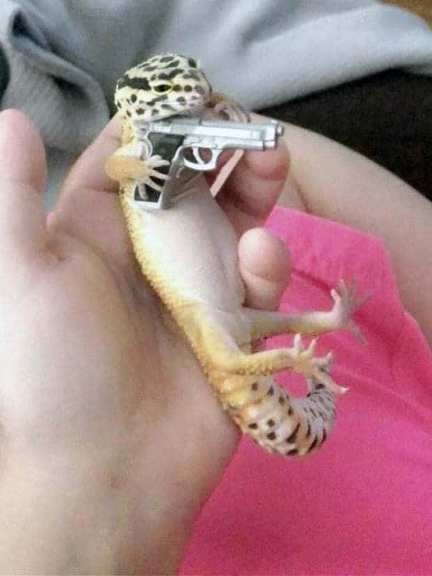 Get Ready for Funny Animals #330 (27 photos)