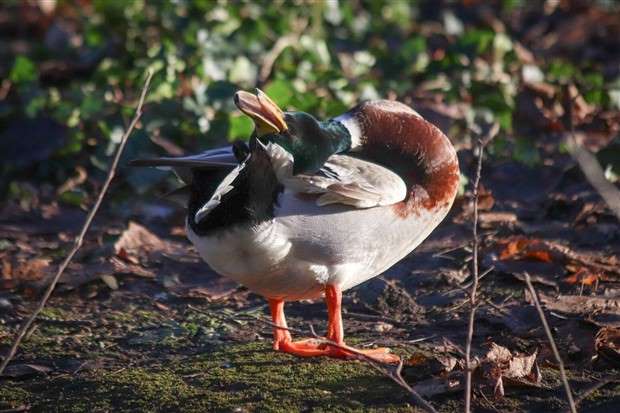 Klyker Picdump #1431 (51 photos)