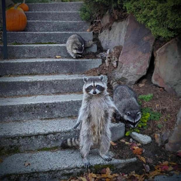 Klyker Picdump #1446 (51 photos)