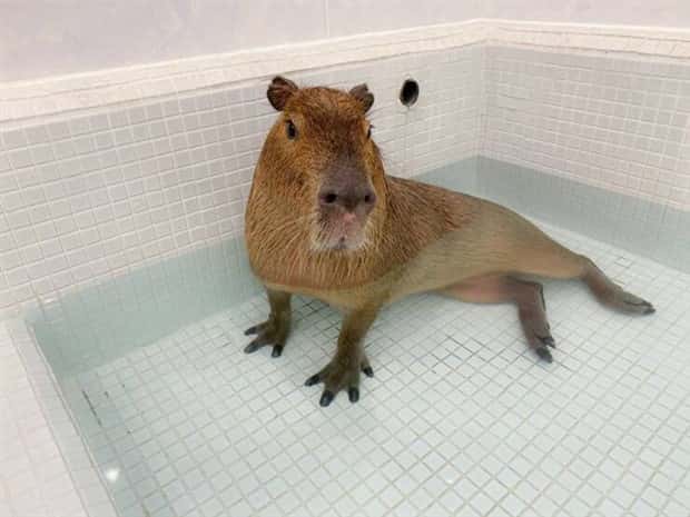 Klyker Picdump #1447 (52 photos)