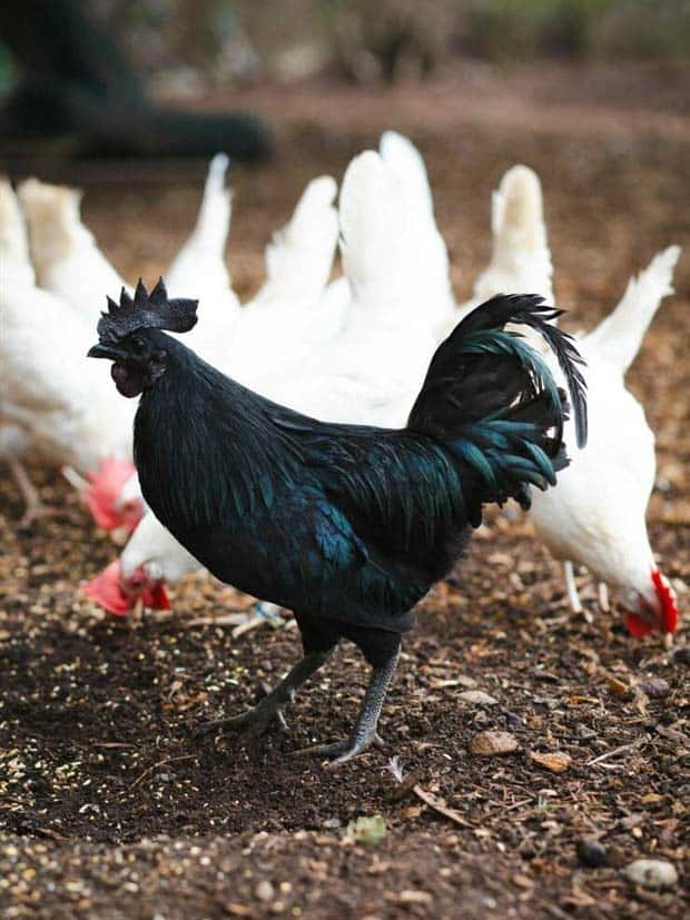 Klyker Picdump #1447 (52 photos)