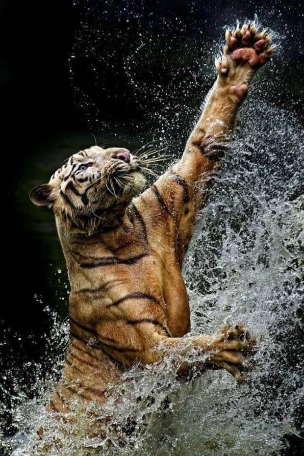 Klyker Picdump #1451 (51 photos)