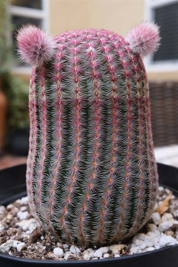 Klyker Picdump #1451 (51 photos)