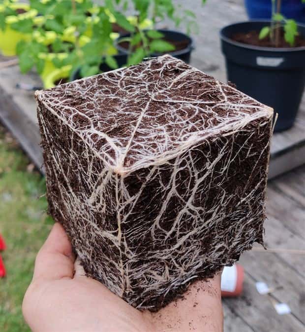 Soothing Pictures for Perfectionists #19 (25 photos)