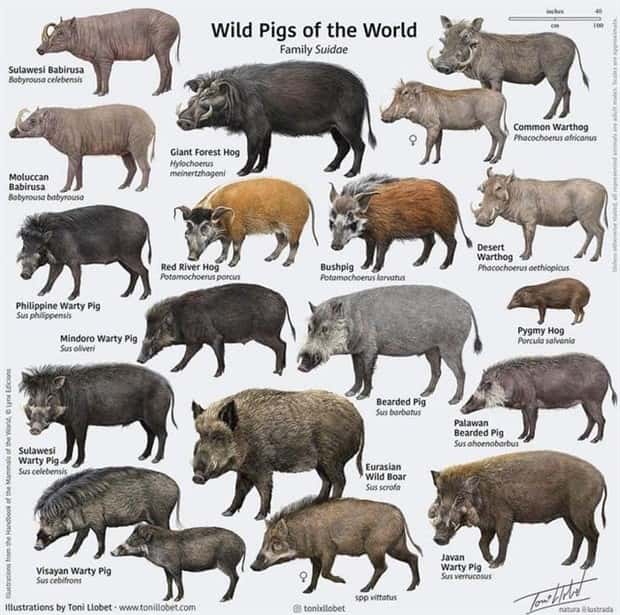 Random Charts and Maps Filled with Interesting Data #101 (22 photos)