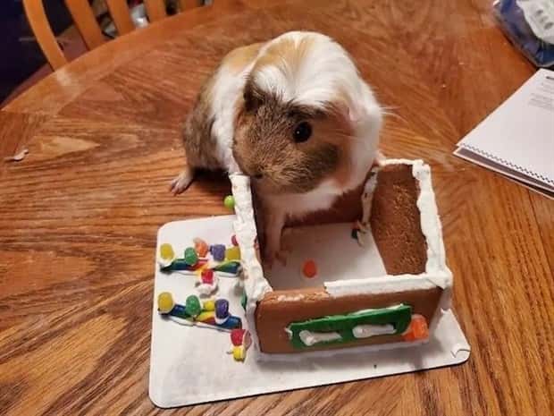 Get Ready for Funny Animals #334 (29 photos)