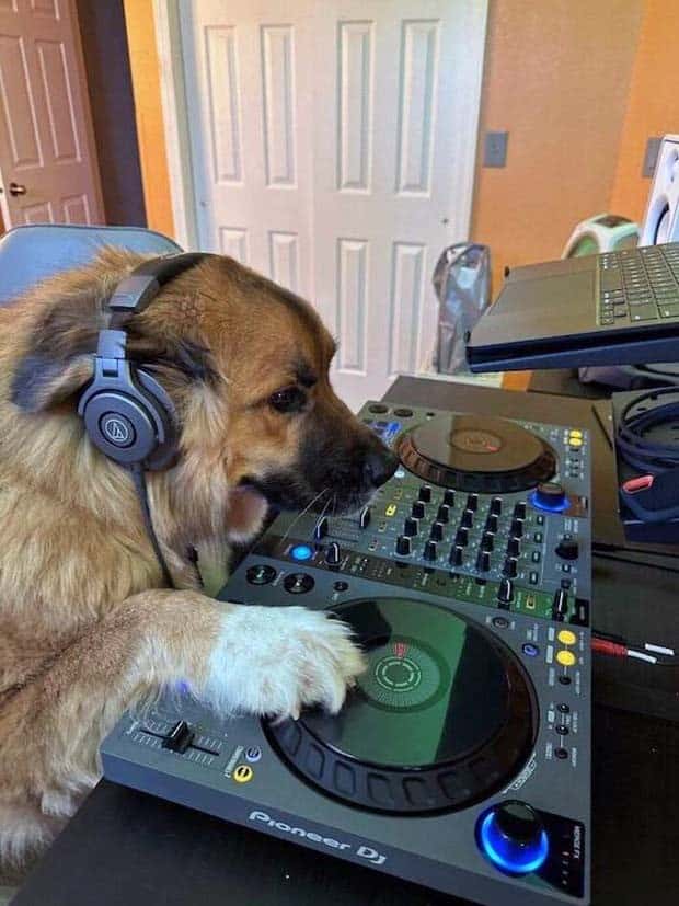 Get Ready for Funny Animals #334 (29 photos)