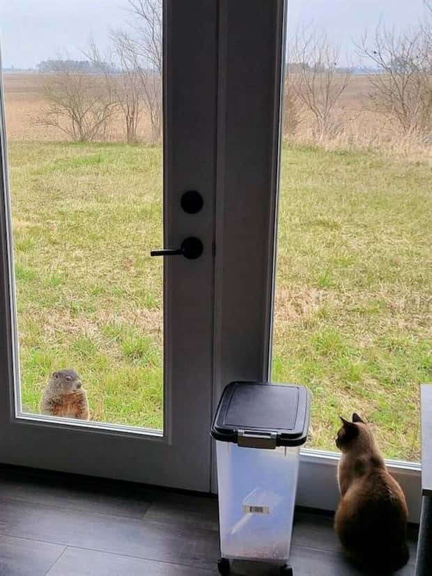 Get Ready for Funny Animals #334 (29 photos)