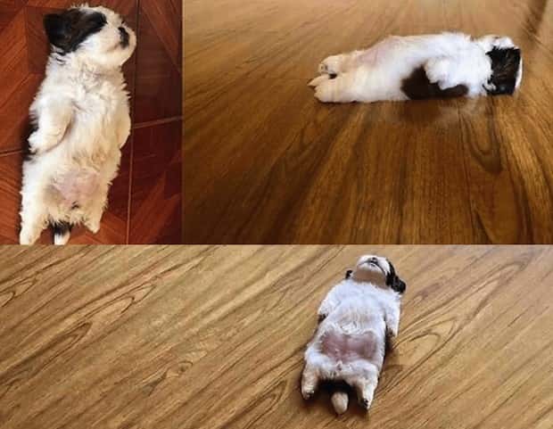 Get Ready for Funny Animals #334 (29 photos)