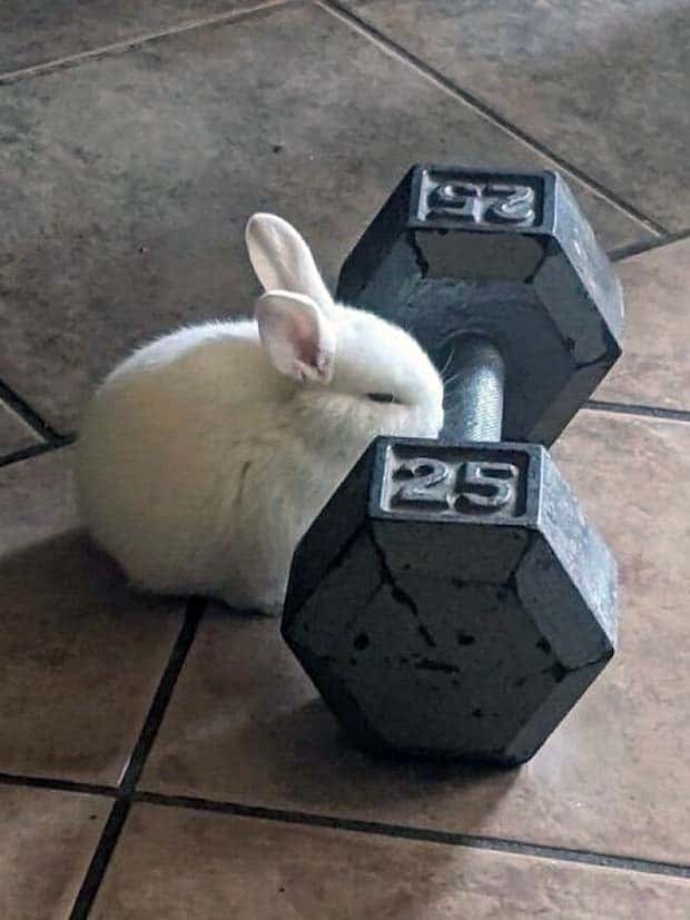 Get Ready for Funny Animals #334 (29 photos)