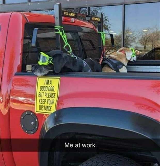 Get Ready for Funny Animals #334 (29 photos)