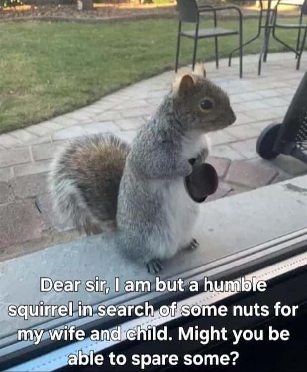 Get Ready for Funny Animals #334 (29 photos)