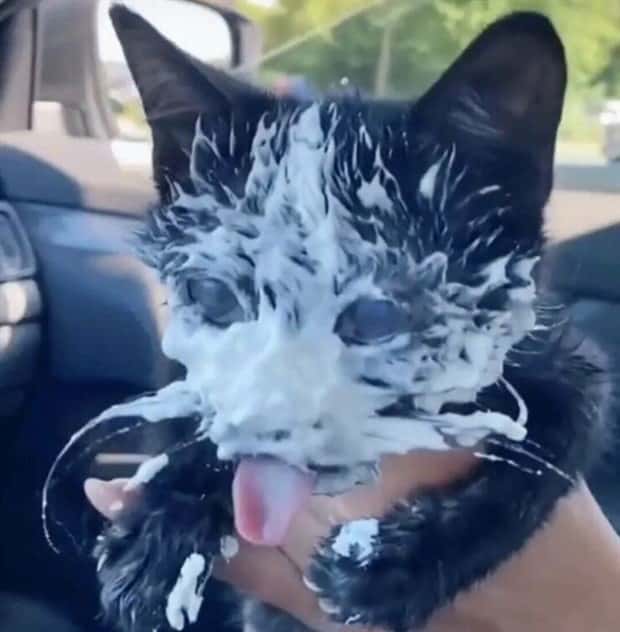 Get Ready for Funny Animals #334 (29 photos)