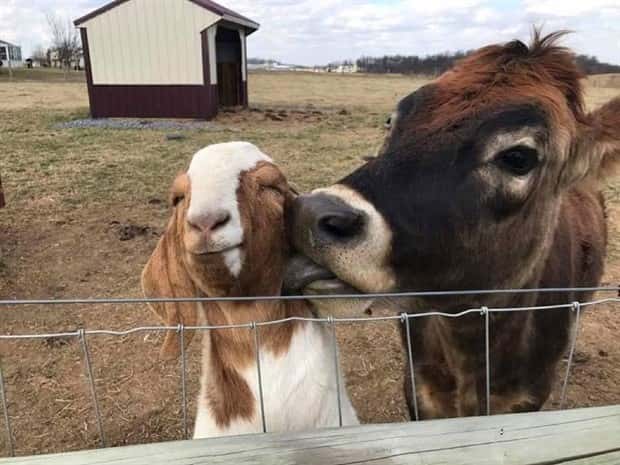 Get Ready for Funny Animals #334 (29 photos)