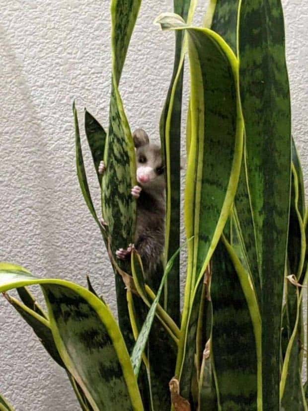 Get Ready for Funny Animals #334 (29 photos)