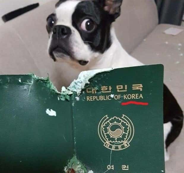 Get Ready for Funny Animals #334 (29 photos)