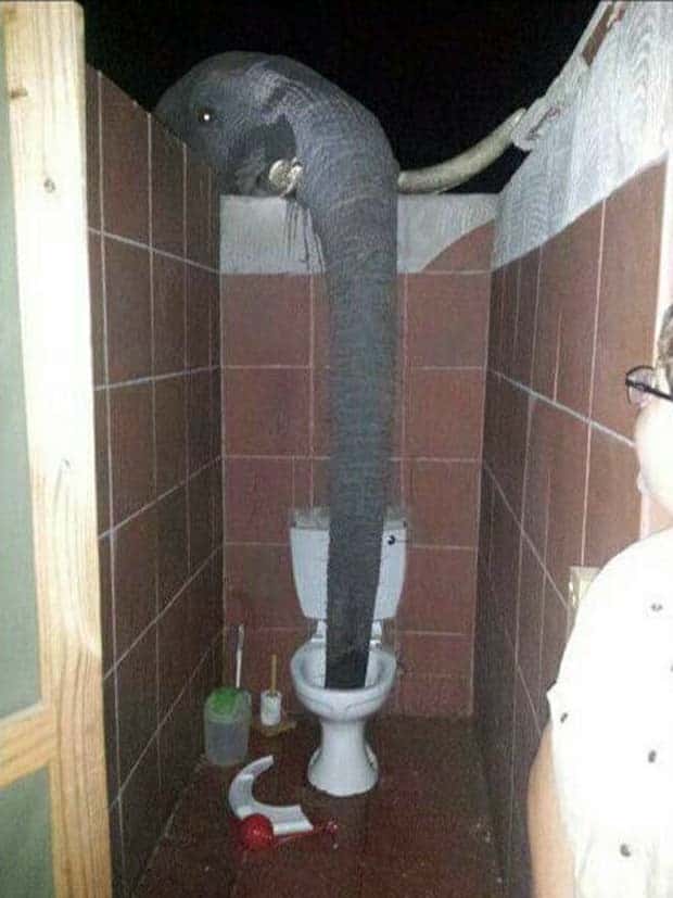 Get Ready for Funny Animals #334 (29 photos)