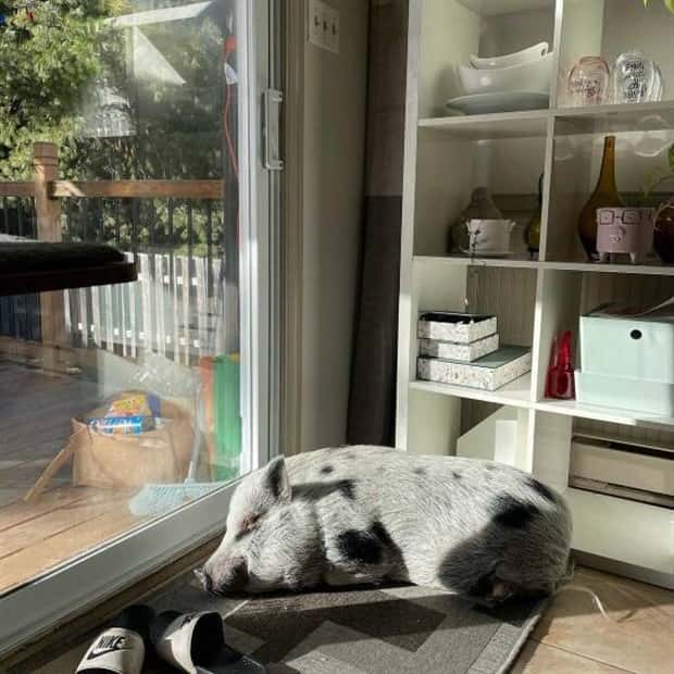 Get Ready for Funny Animals #334 (29 photos)