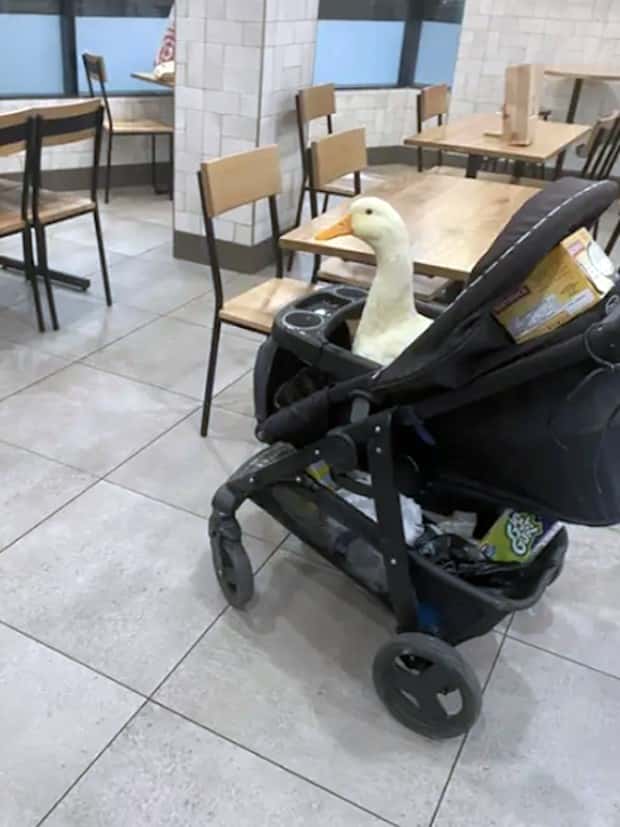 Get Ready for Funny Animals #334 (29 photos)