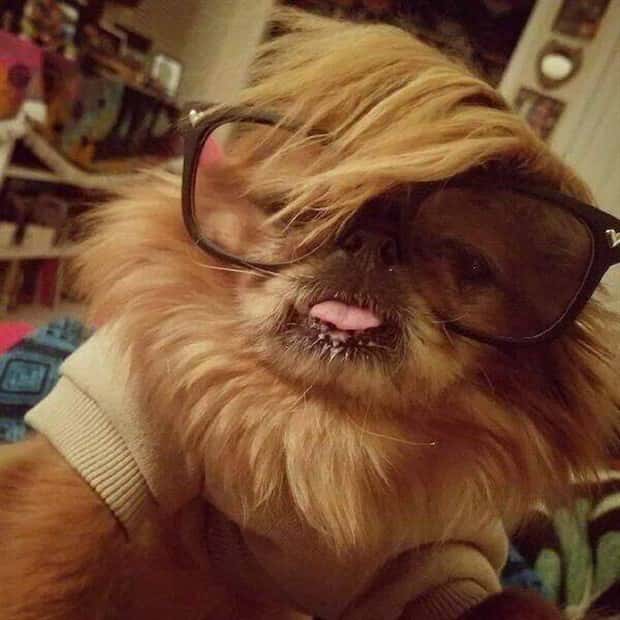 Get Ready for Funny Animals #334 (29 photos)