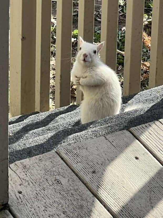 Get Ready for Funny Animals #334 (29 photos)